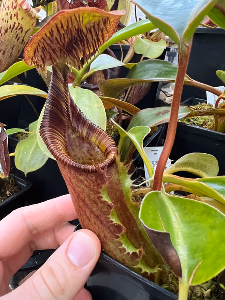 Nepenthes ephippiata: Lower pitcher on my N. ephippiata 'Hose Mountains', grown from seed