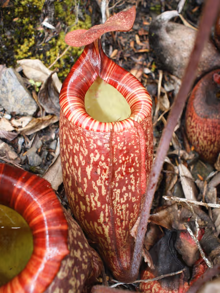 Nepenthes peltata: Lower pitcher, photographed in the wild by Andy Smith