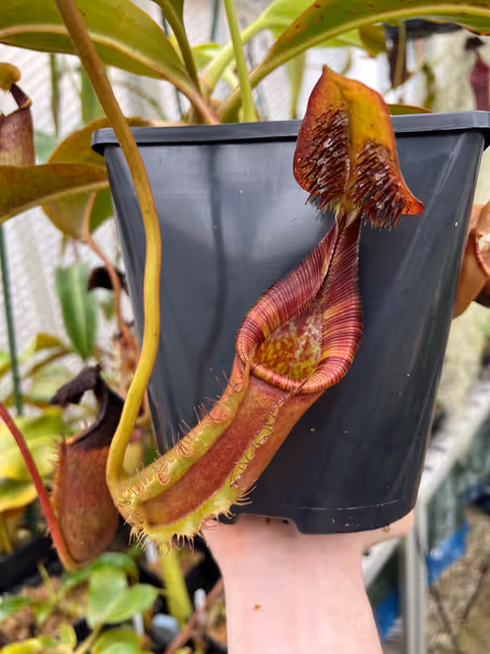 Nepenthes ephippiata: Lower pitchers, soon to transition to uppers hopefully