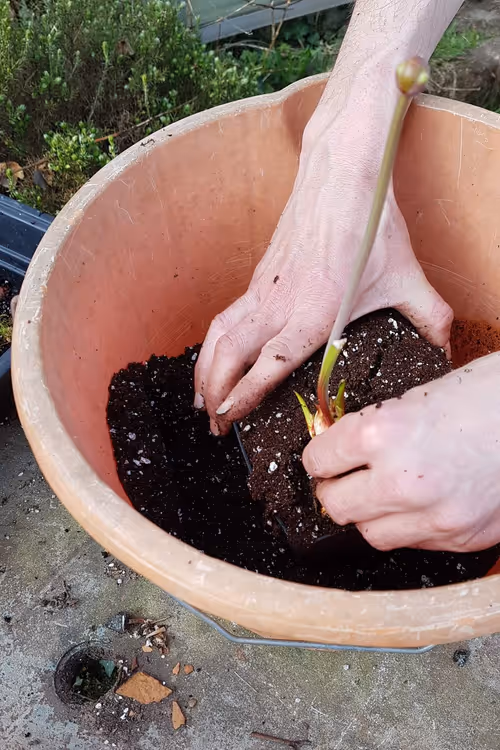Make a hole in the compost as deep and long as the roots. Drop the plant in keeping the main part of the rhizome around soil level