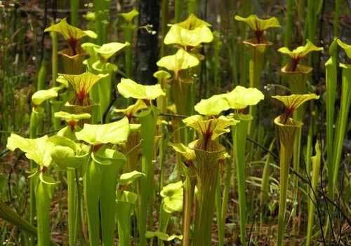 Matt's photo of Sarracenia flava fields in the US