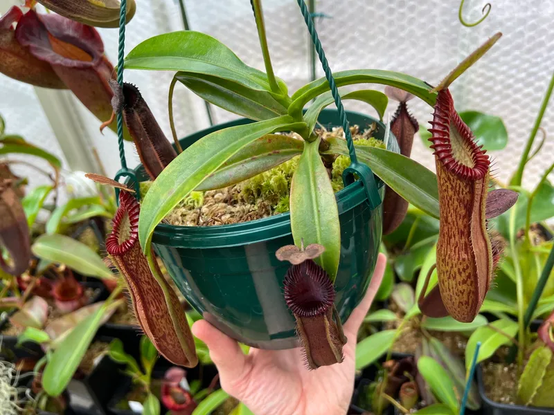 Nepenthes hamata x edwardsiana: Mine grows happily in a hanging basket year-round.