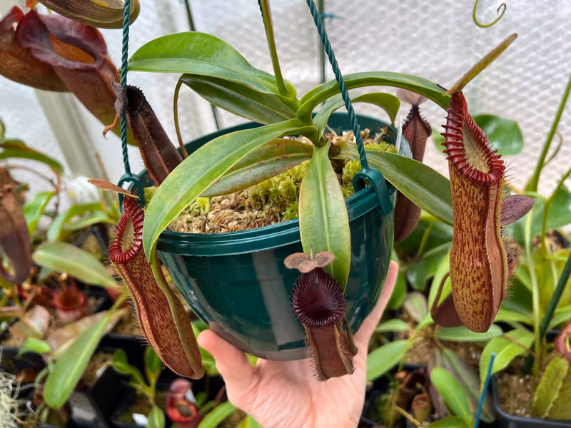 Nepenthes hamata x edwardsiana: Mine grows happily in a hanging basket year-round