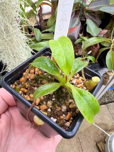 Nepenthes villosa: My BE villosa, putting on some size in Spring 2022