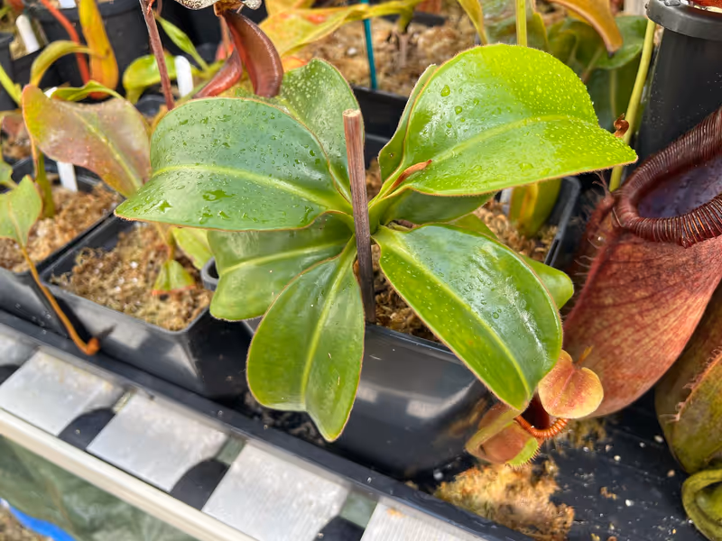 Nepenthes macrophylla: My N. macrophylla from Wistuba (AW). I suspect this is his Clone T, but I'm not certain. Lovely thick, glossy leaves on this plant