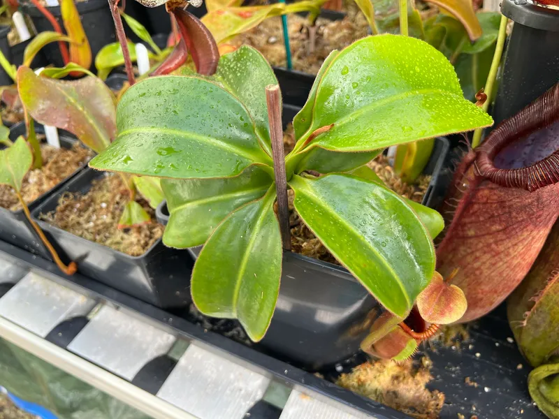 Nepenthes macrophylla: My N. macrophylla from Wistuba (AW). I suspect this is his Clone T, but I'm not certain. Lovely thick, glossy leaves on this plant