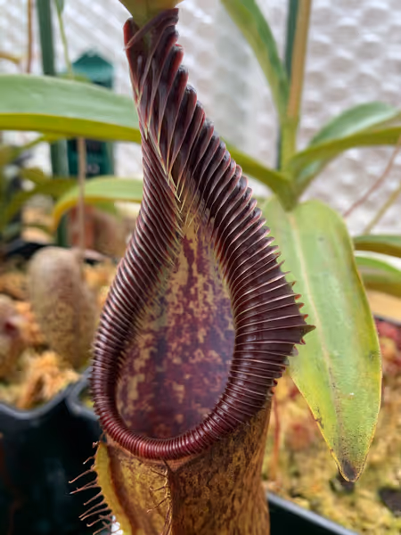 Nepenthes singalana: My Tujuh plant, grown from seed - it gets a lovely silvery shine on the teeth