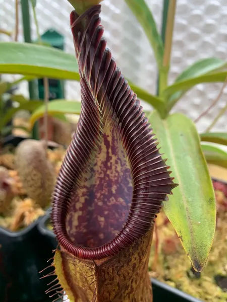 Nepenthes singalana: My Tujuh plant, grown from seed - it gets a lovely silvery shine on the teeth