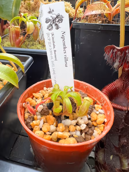 Nepenthes villosa: My even smaller N. villosa from BCP!
