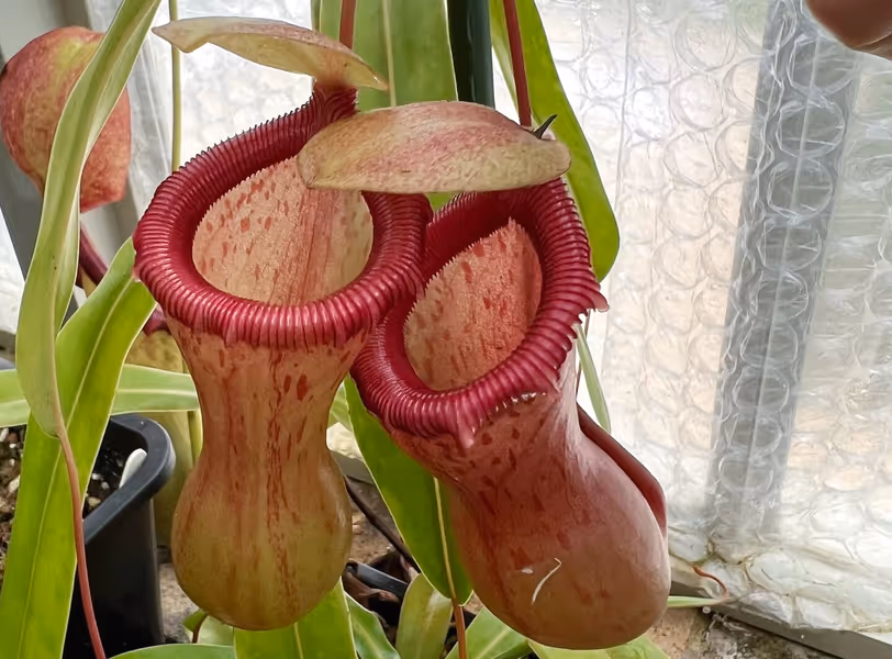 Nepenthes ventricosa: My female Nepenthes ventricosa - note the waisted pitchers