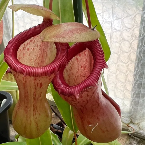 Nepenthes ventricosa