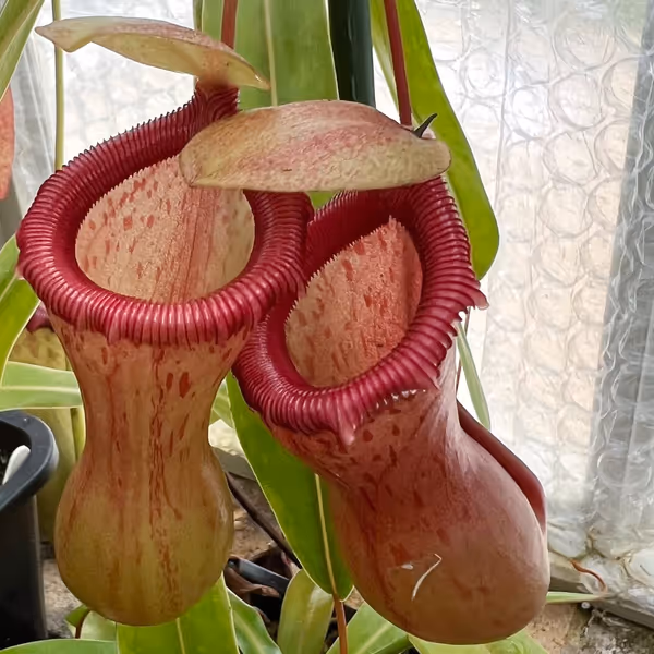 Nepenthes ventricosa