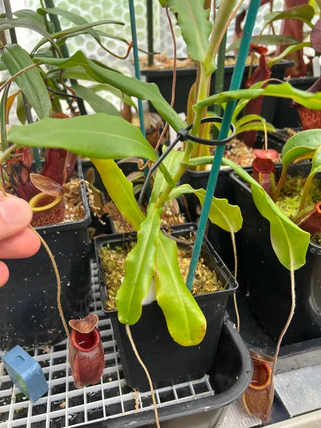 Nepenthes undulatifolia: My large specimen of N. undulatifolia, with wavy leaf edges and lovely egg-shaped pitchers.