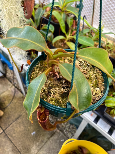 Nepenthes mollis: My larger N. mollis from AW. Even the leaves are hairy