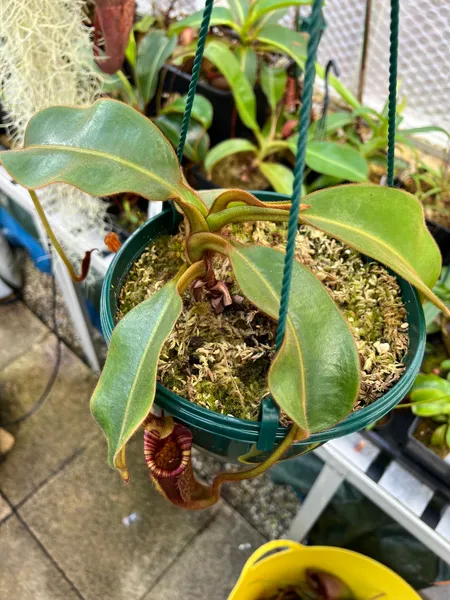 Nepenthes mollis: My larger N. mollis from AW. Even the leaves are hairy