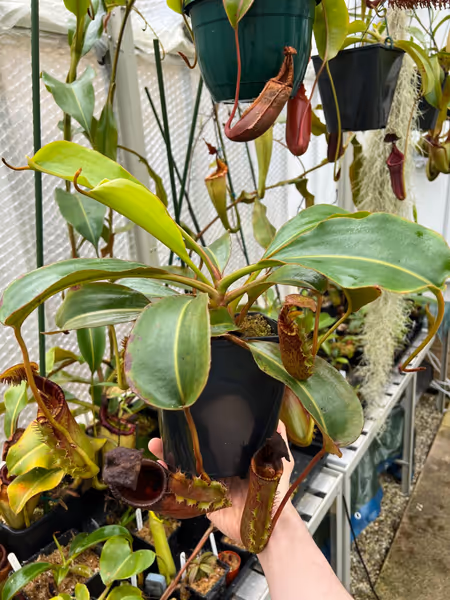 Nepenthes ephippiata: My largest Hose Mountains plant