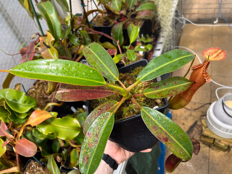 Nepenthes edwardsiana: My largest N. edwardsiana - note the red blotching on last year's leaves, caused by sun exposure
