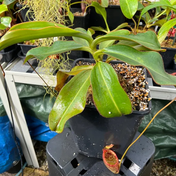 Nepenthes attenboroughii: My largest seed-grown N. attenboroughii. I love the leaves on this species - note the brownish hairs along the leaf margins.