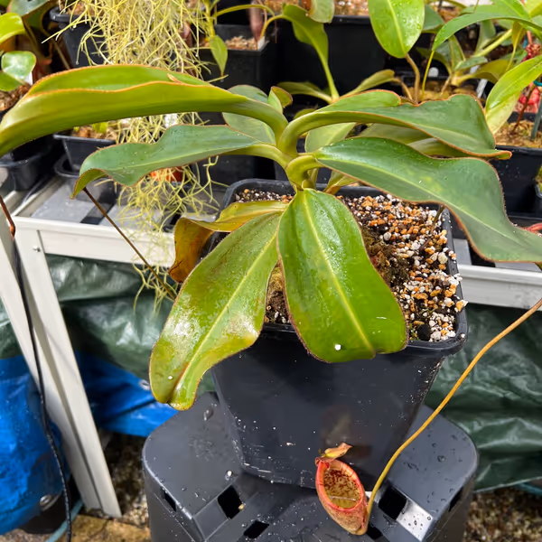 Nepenthes attenboroughii: My largest seed-grown N. attenboroughii. I love the leaves on this species - note the brownish hairs along the leaf margins