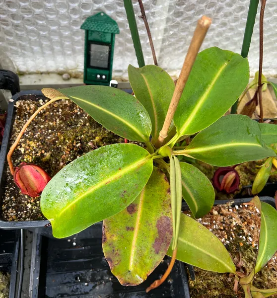 Nepenthes rajah: My largest seed-grown Nepenthes rajah