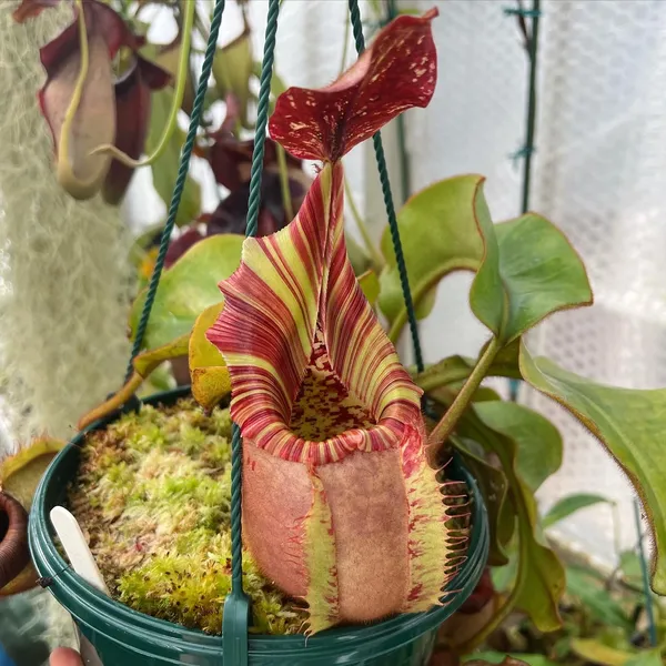 Nepenthes veitchii: N. veitchii Candy x Yamada, also from CK - this is my current favourite along with my N. veitchii M from Exotica Plants.