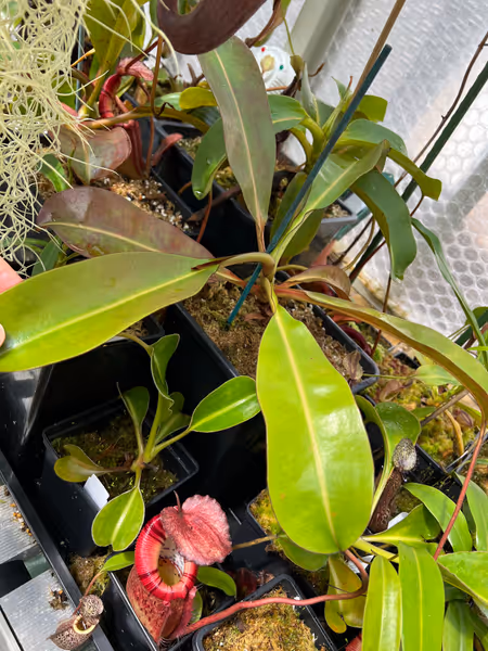 Nepenthes burbidgeae x edwardsiana: My mature specimen - you can just about spot the hairy leaf margins and tendrils in this shot