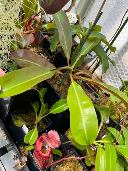 Nepenthes burbidgeae x edwardsiana: My mature specimen - you can just about spot the hairy leaf margins and tendrils in this shot