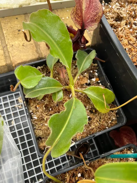 Nepenthes maxima: My much-younger Nepenthes maxima 'wavy leaf' - Wicaksono, from seed.