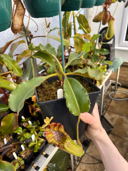Nepenthes maxima: My much-younger Nepenthes maxima 'wavy leaf' - Wicaksono, from seed