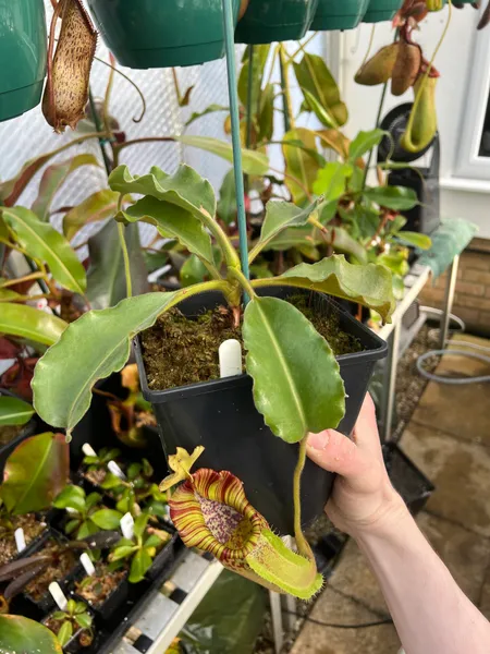 Nepenthes maxima: My much-younger Nepenthes maxima 'wavy leaf' - Wicaksono, from seed