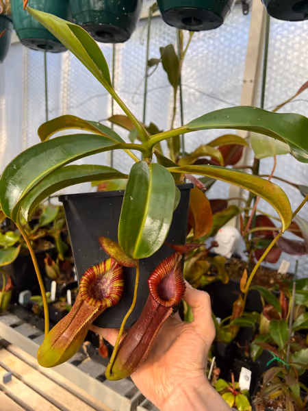 Nepenthes lowii x edwardsiana: My plant as it looks today. Not long til vining starts - I can't wait to see the uppers!
