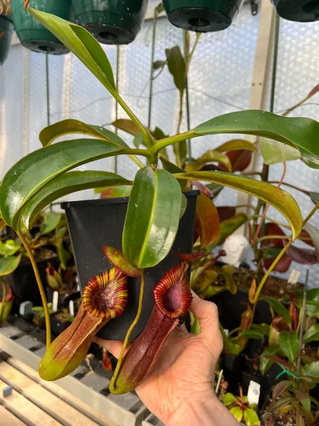 Nepenthes lowii x edwardsiana: My plant as it looks today. Not long til vining starts - I can't wait to see the uppers!