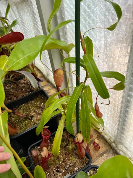 Nepenthes ventricosa: My plant is now vining, and has produced several basal shoots.