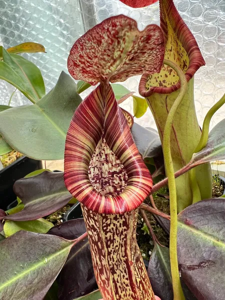 Nepenthes maxima x vogelii: My plant, now mature. Here you can see the tri-colour peristome on my individual.
