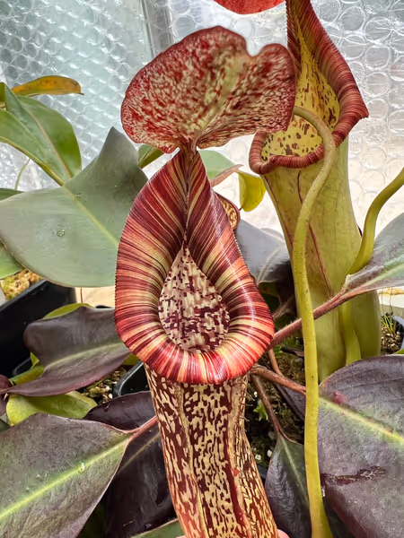 Nepenthes maxima x vogelii: My plant, now mature. Here you can see the tri-colour peristome on my individual