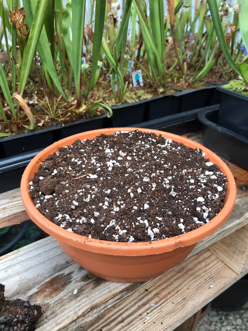 My pot filled with media