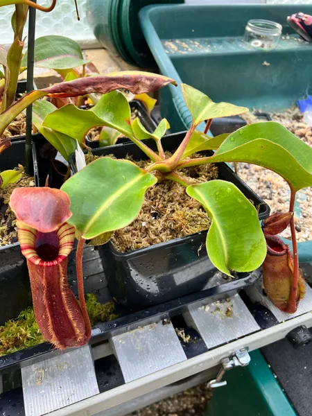 Nepenthes lowii x truncata: My red-pitchered form, as it was several years ago. This is from Exotica Plants' latest grex