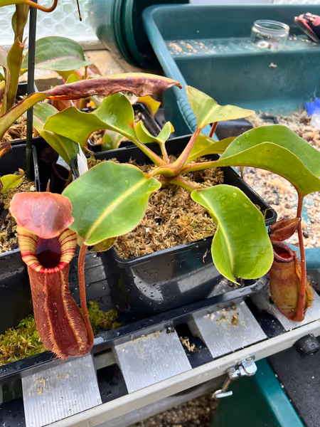 Nepenthes lowii x truncata: My red-pitchered form, as it was several years ago. This is from Exotica Plants' latest grex