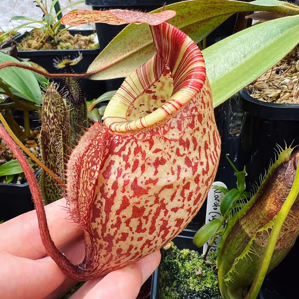 Nepenthes peltata: My seed-grown N. peltata has wonderful tubby pitchers and a boldly striped peristome