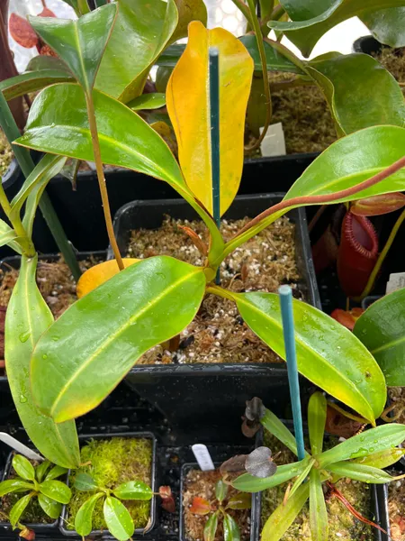 Nepenthes macrophylla: My seed-grown Nepenthes macrophylla, the most vigorous specimen of this species in my collection.