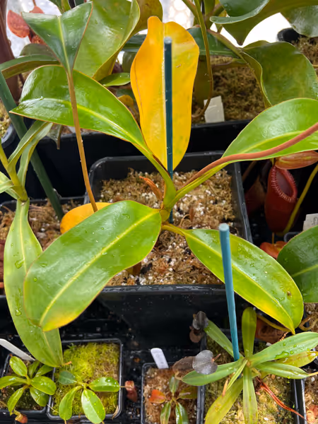 Nepenthes macrophylla: My seed-grown Nepenthes macrophylla, the most vigorous specimen of this species in my collection