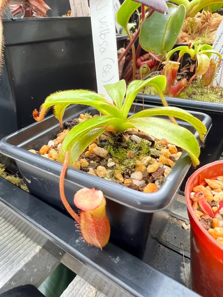 Nepenthes villosa: My small N. villosa (BE-3225) - I have this one in an inorganic substrate as an experiment