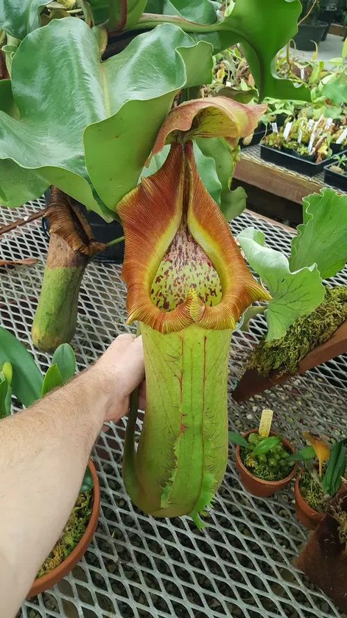 N. Titan pitcher (Nepenthes truncata)