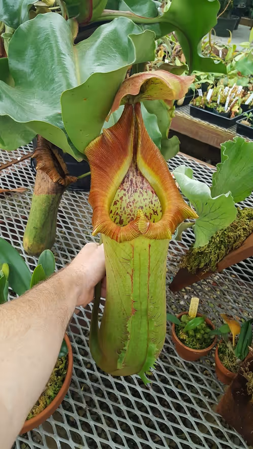 N. Titan pitcher (Nepenthes truncata)