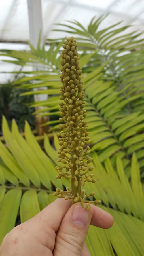 N. Titan, flowering female