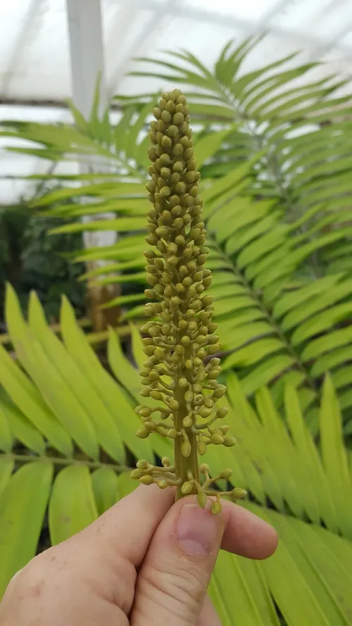 N. Titan, flowering female