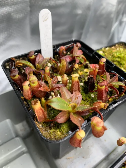 N. attenboroughii seedlings, about 2 years old and due another repot