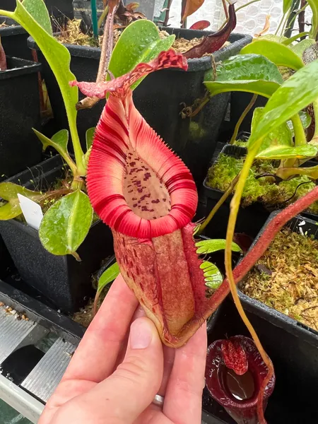 Nepenthes burbidgeae x edwardsiana: N. burbidgeae x villosa puts on a show during the Autumn, when its colouration is at its best.