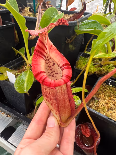 Nepenthes burbidgeae x edwardsiana: N. burbidgeae x villosa puts on a show during the Autumn, when its colouration is at its best