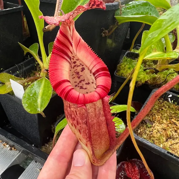 Nepenthes burbidgeae x edwardsiana